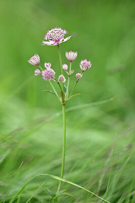 BUITEN BEELD Foto: 445302