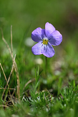 BUITEN BEELD Foto: 445303