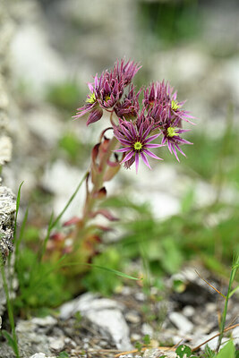 BUITEN BEELD Foto: 445305