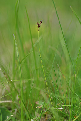 BUITEN BEELD Foto: 445306