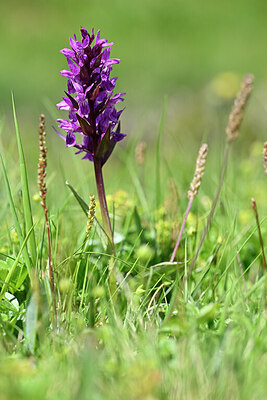 BUITEN BEELD Foto: 445307
