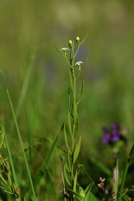 BUITEN BEELD Foto: 445308
