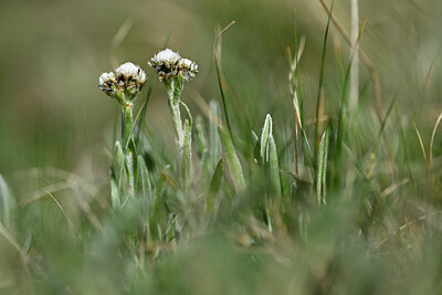 BUITEN BEELD Foto: 445309
