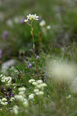 BUITEN BEELD Foto: 445310
