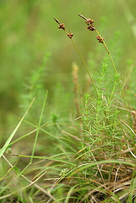 BUITEN BEELD Foto: 445312