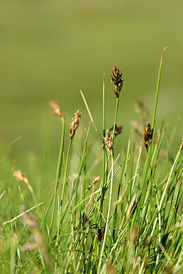 BUITEN BEELD Foto: 445319