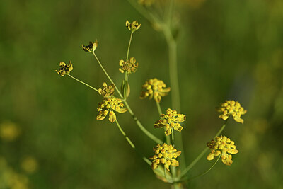 BUITEN BEELD Foto: 445320