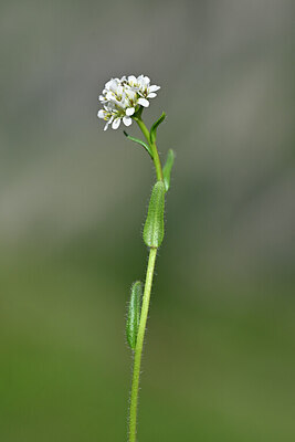 BUITEN BEELD Foto: 445321