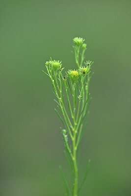 BUITEN BEELD Foto: 445322