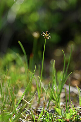 BUITEN BEELD Foto: 445323