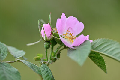 BUITEN BEELD Foto: 445324