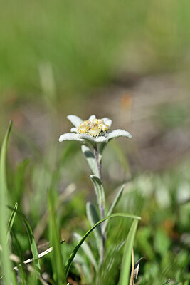BUITEN BEELD Foto: 445326