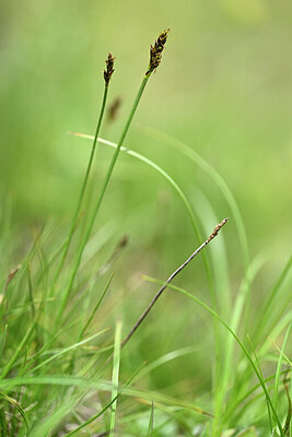 BUITEN BEELD Foto: 445327