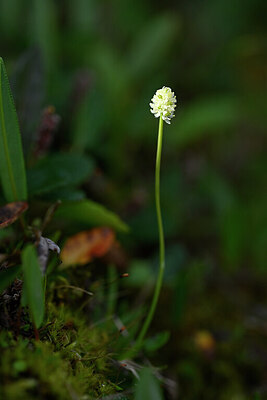 BUITEN BEELD Foto: 445329