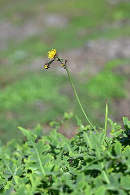 BUITEN BEELD Foto: 445331
