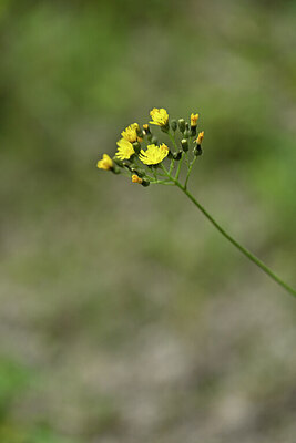 BUITEN BEELD Foto: 445332