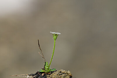 BUITEN BEELD Foto: 445333