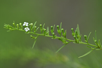 BUITEN BEELD Foto: 445335