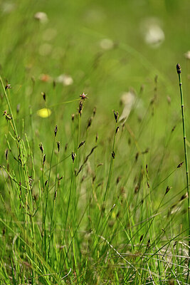 BUITEN BEELD Foto: 445338