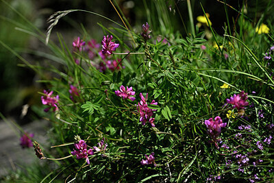 BUITEN BEELD Foto: 445340