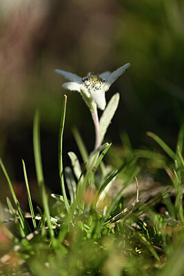 BUITEN BEELD Foto: 445342