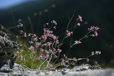 BUITEN BEELD Foto: 445346
