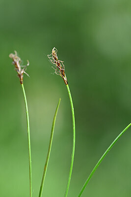 BUITEN BEELD Foto: 445347