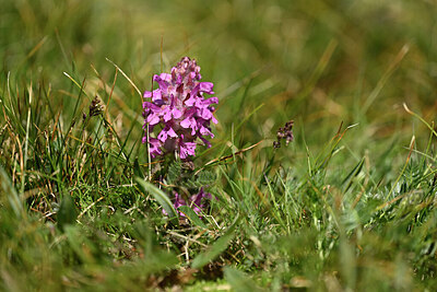 BUITEN BEELD Foto: 445348
