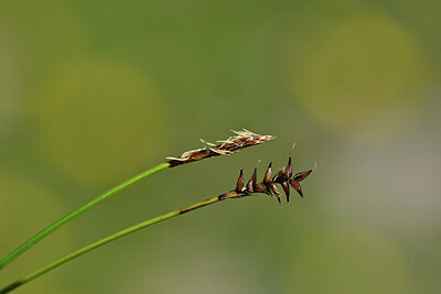 BUITEN BEELD Foto: 445350