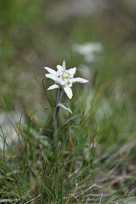 BUITEN BEELD Foto: 445351