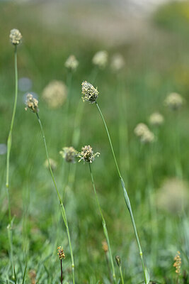 BUITEN BEELD Foto: 445352