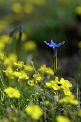 BUITEN BEELD Foto: 445353