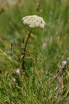 BUITEN BEELD Foto: 445354