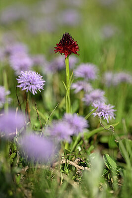 BUITEN BEELD Foto: 445361