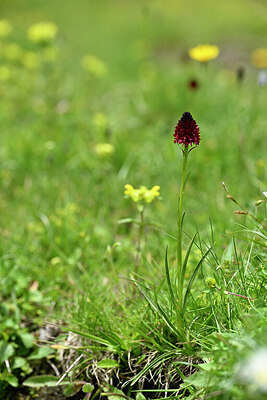 BUITEN BEELD Foto: 445362