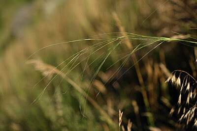 BUITEN BEELD Foto: 445364