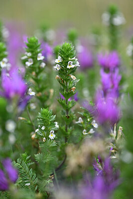 BUITEN BEELD Foto: 445366