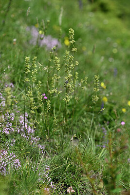 BUITEN BEELD Foto: 445367