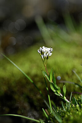 BUITEN BEELD Foto: 445368