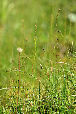 BUITEN BEELD Foto: 445369