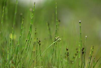 BUITEN BEELD Foto: 445371