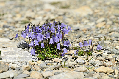 BUITEN BEELD Foto: 445374