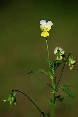 BUITEN BEELD Foto: 445376