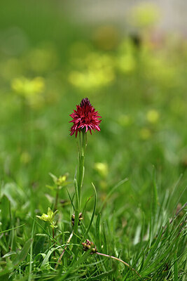 BUITEN BEELD Foto: 445379