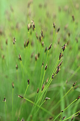 BUITEN BEELD Foto: 445380