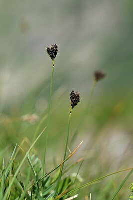 BUITEN BEELD Foto: 445381