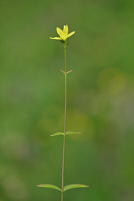 BUITEN BEELD Foto: 445382