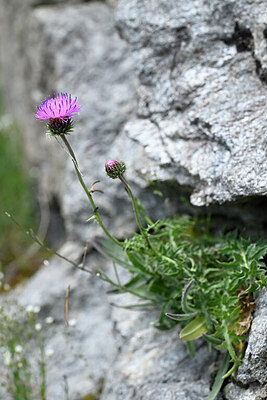 BUITEN BEELD Foto: 445383
