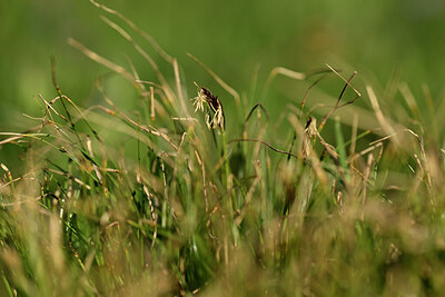 BUITEN BEELD Foto: 445384
