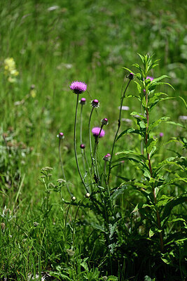 BUITEN BEELD Foto: 445387